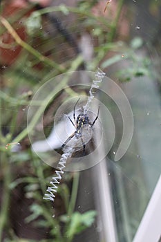 Argiope aurantia spiderÂ 2014